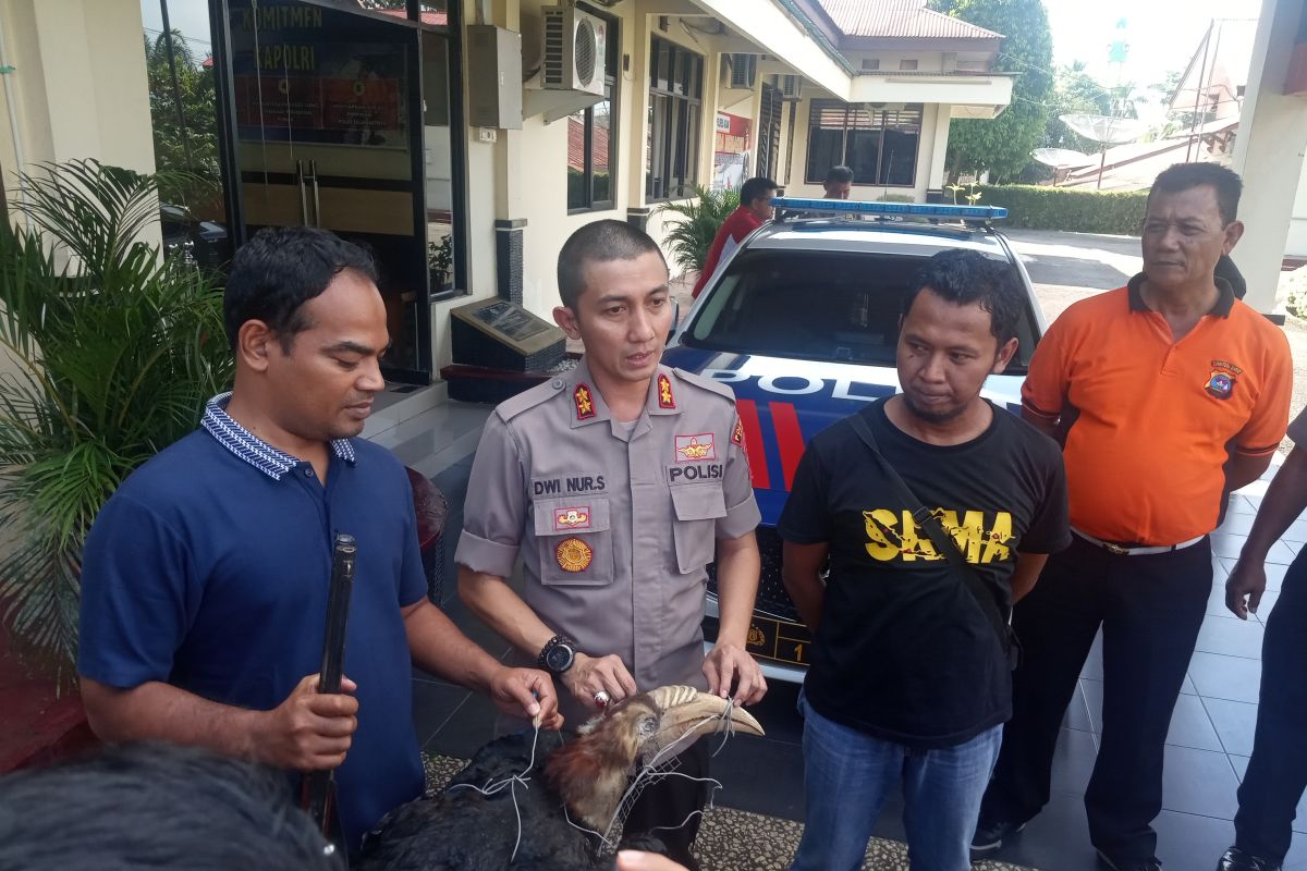 Koleksi burung enggang yang sudah diawetkan, warga Agam ditangkap polisi