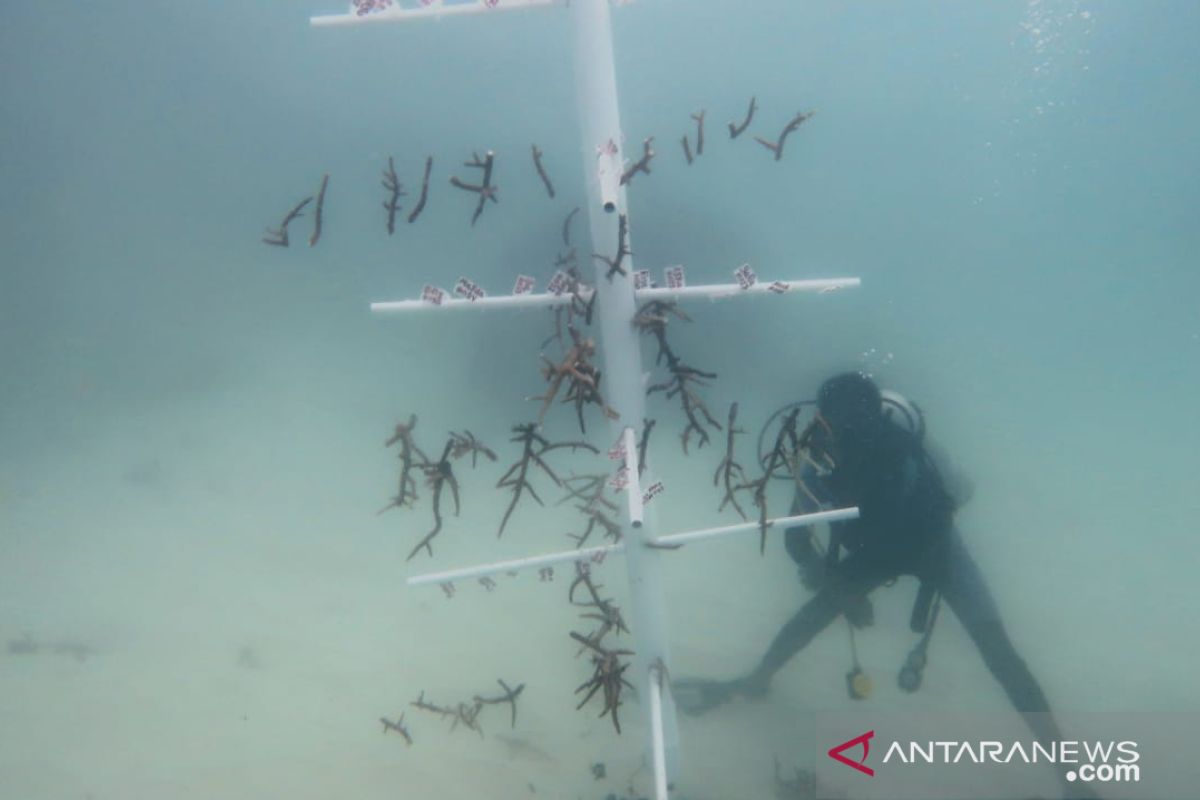 KIA curi ikan, komunitas tanam karang di Natuna