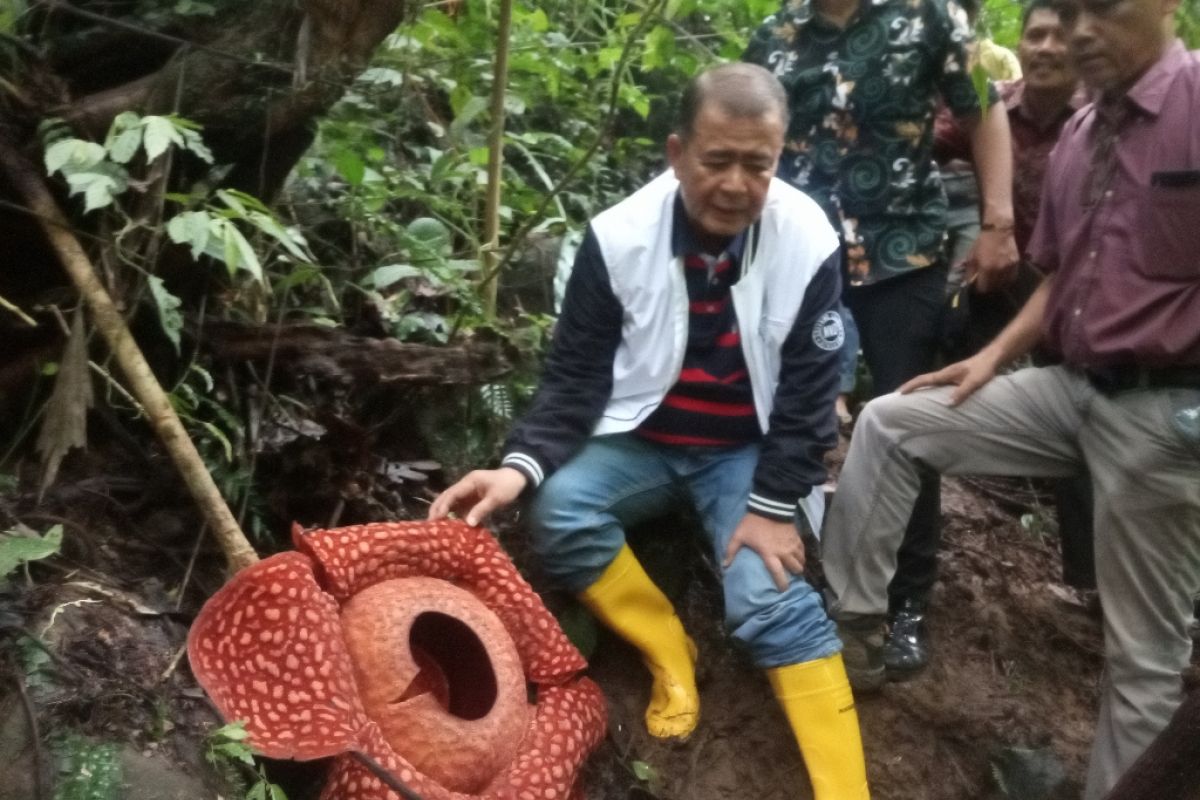 Keren, Rafflesia Tuan-mudae tarik perhatian media di 32 Negara