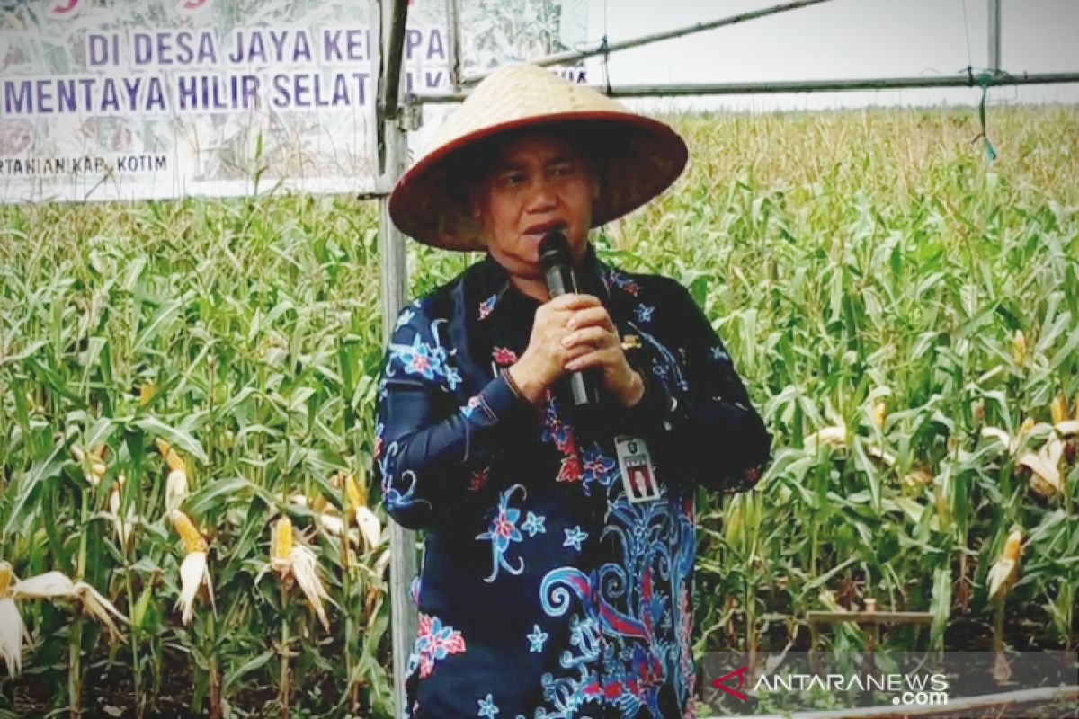 Kotim diminati investor kembangkan jagung