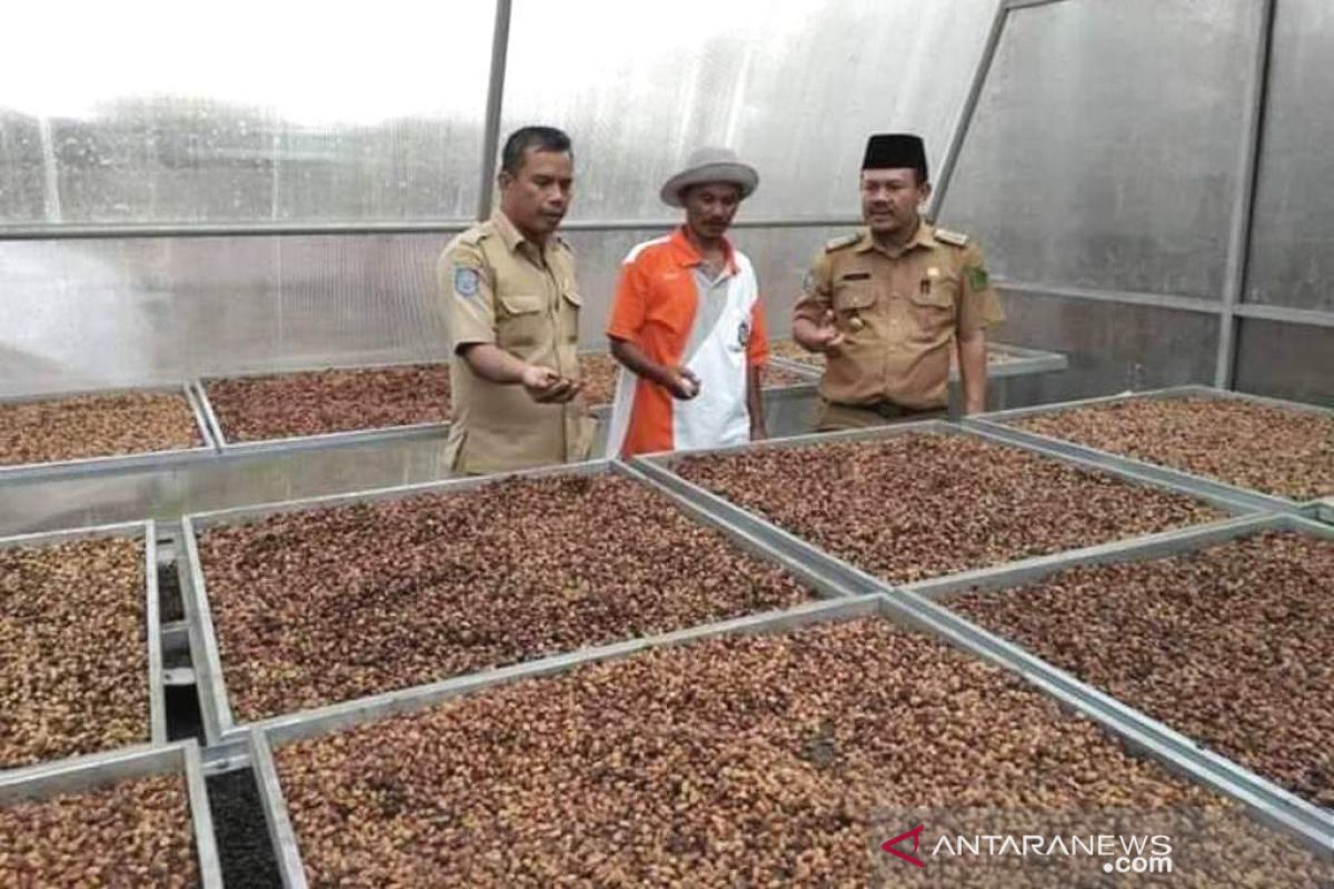 Produksi biji kopi Rejang Lebong alami peningkatan