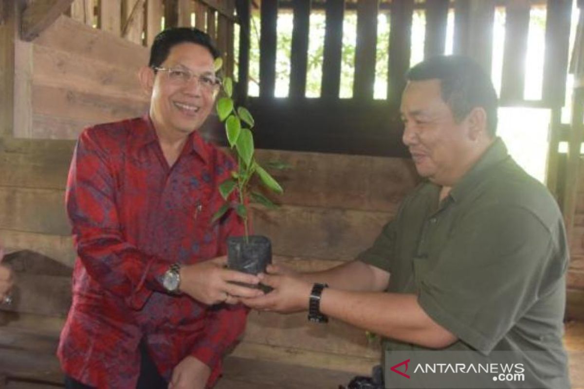 Pengusaha Mali Afrika Barat impor 40 kontainer lada dari Bangka Belitung