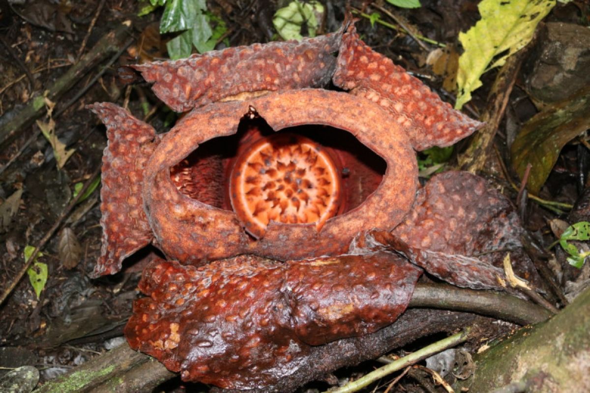 The World's largest Rafflesia tuan-mudae in West Sumatera withers