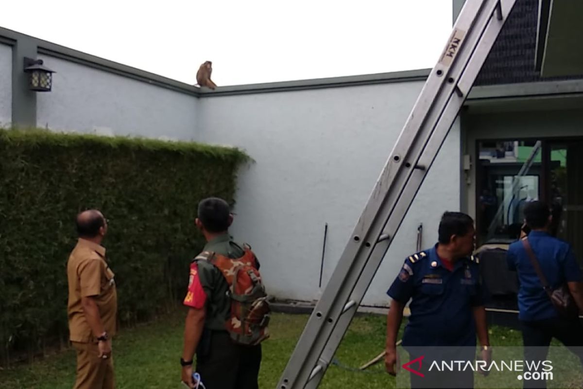 Seekor Monyet di Medan serang manusia dan rusak rumah warga