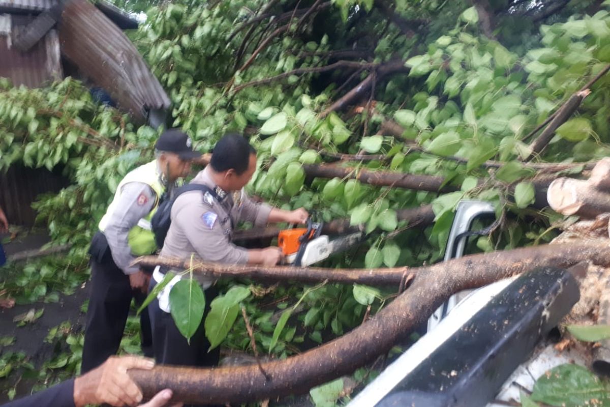 Sebuah mobil tertimpa pohon akibat angin kencang di Sidoarjo