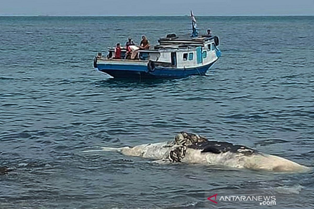 Bangkai Paus ditemukan nelayan di Perairan Sebesi