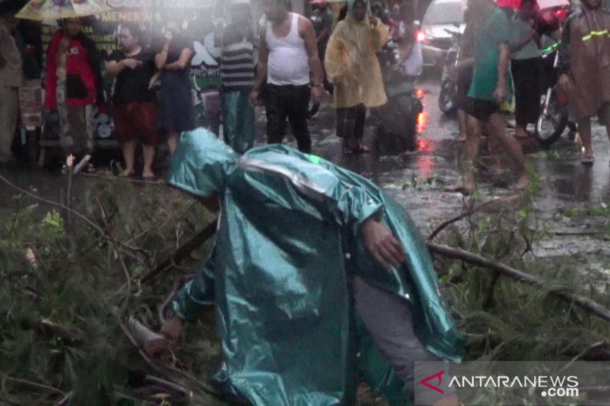 Suami istri tewas tertimpa pohon tumbang di Surabaya (Video)