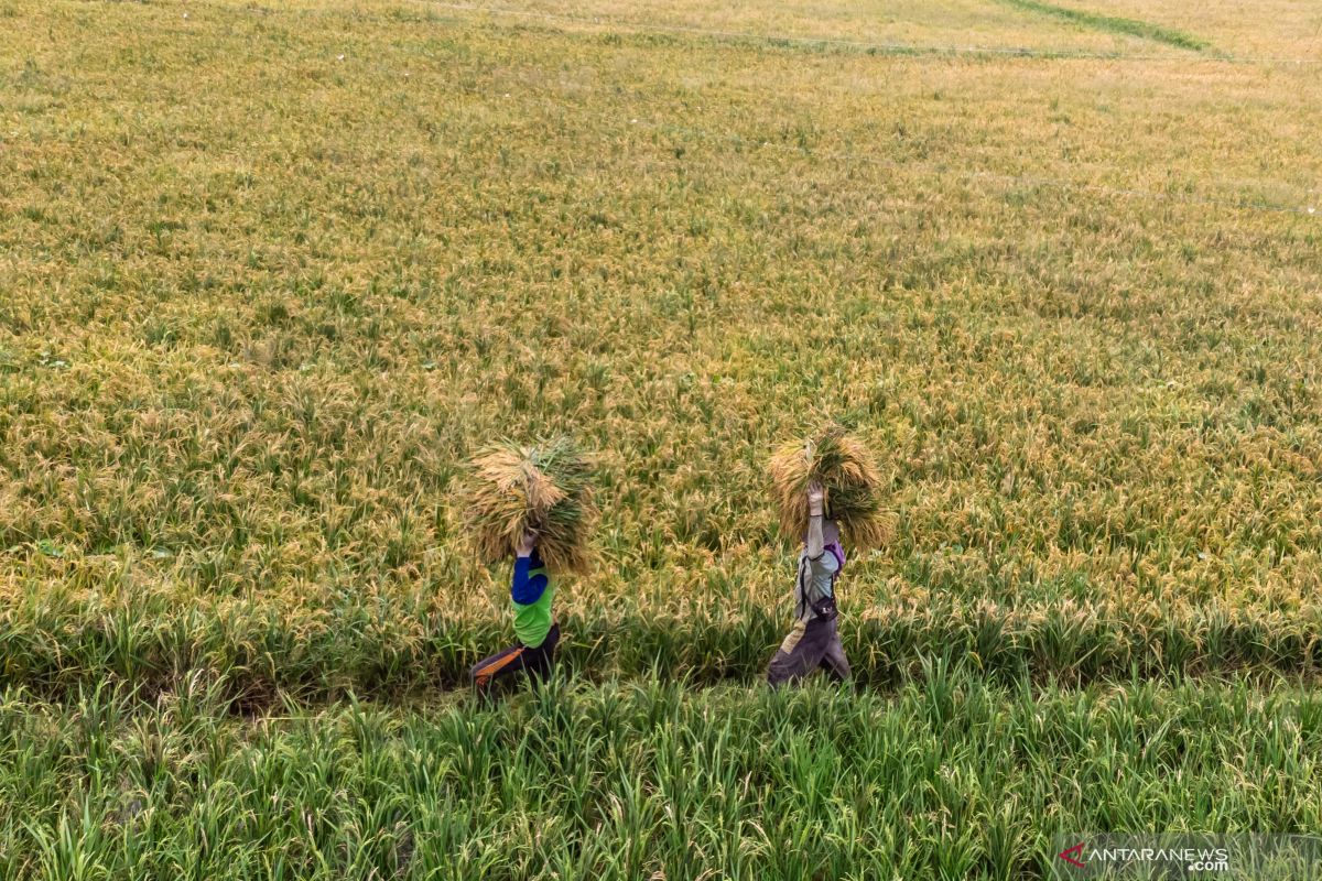 Produksi padi Solok Selatan tak capai target