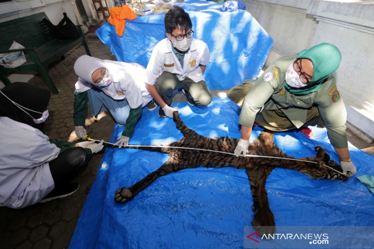 Barang Bukti Kulit Harimau Sumatra