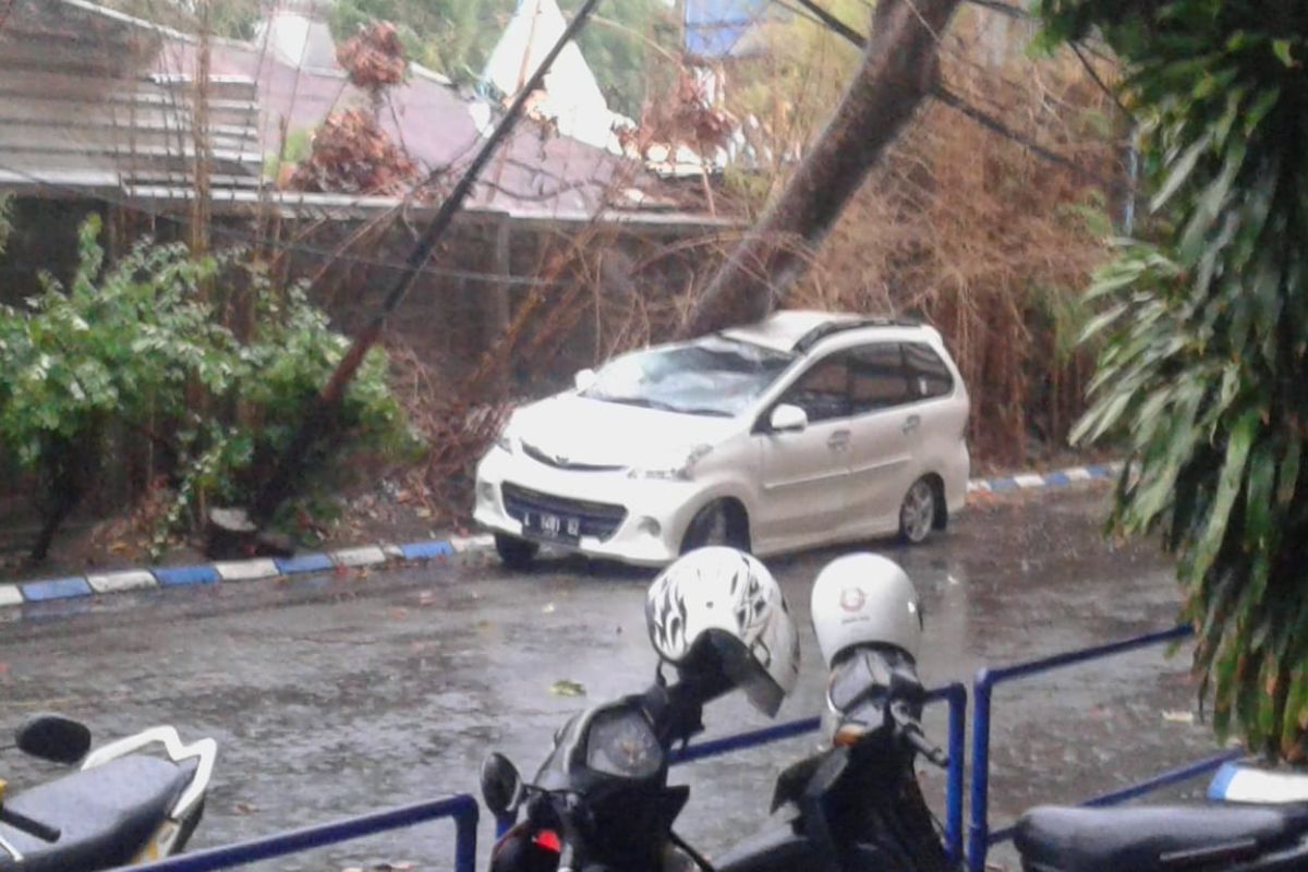 Ada 72 lokasi pohon tumbang di Surabaya, dua warga jadi korban