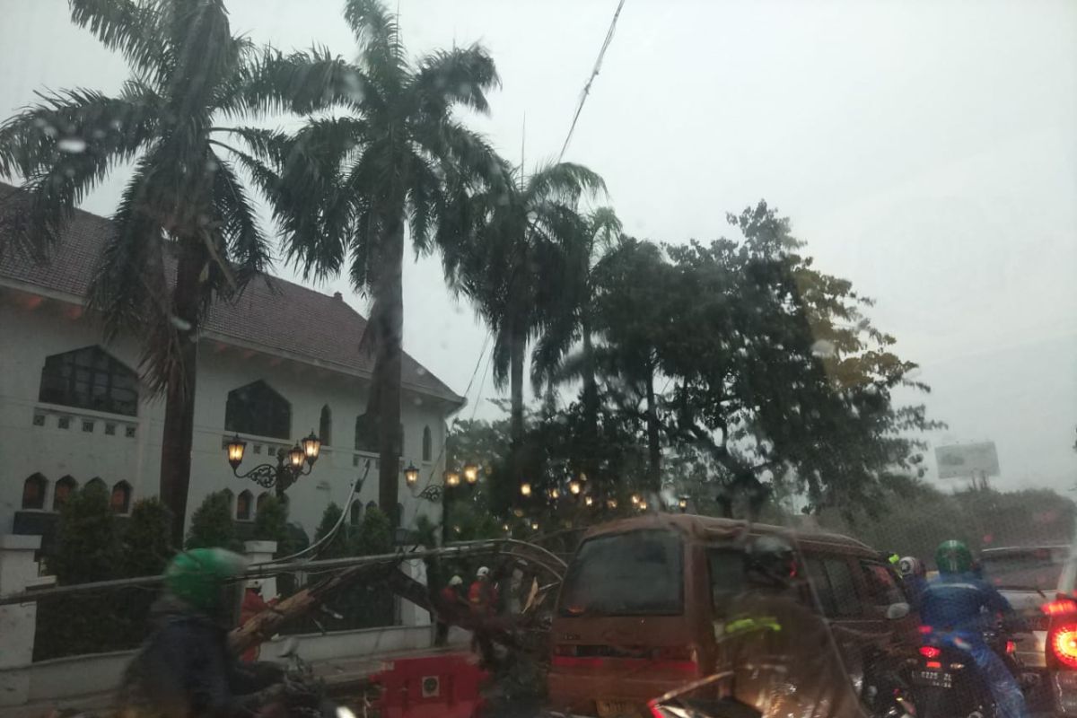 Hujan disertai angin kencang tumbangkan pohon dan tiang listrik di Surabaya