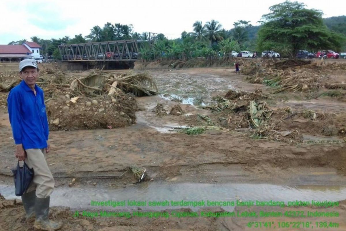 245 hektare sawah di Lebak terdampak banjir bandang