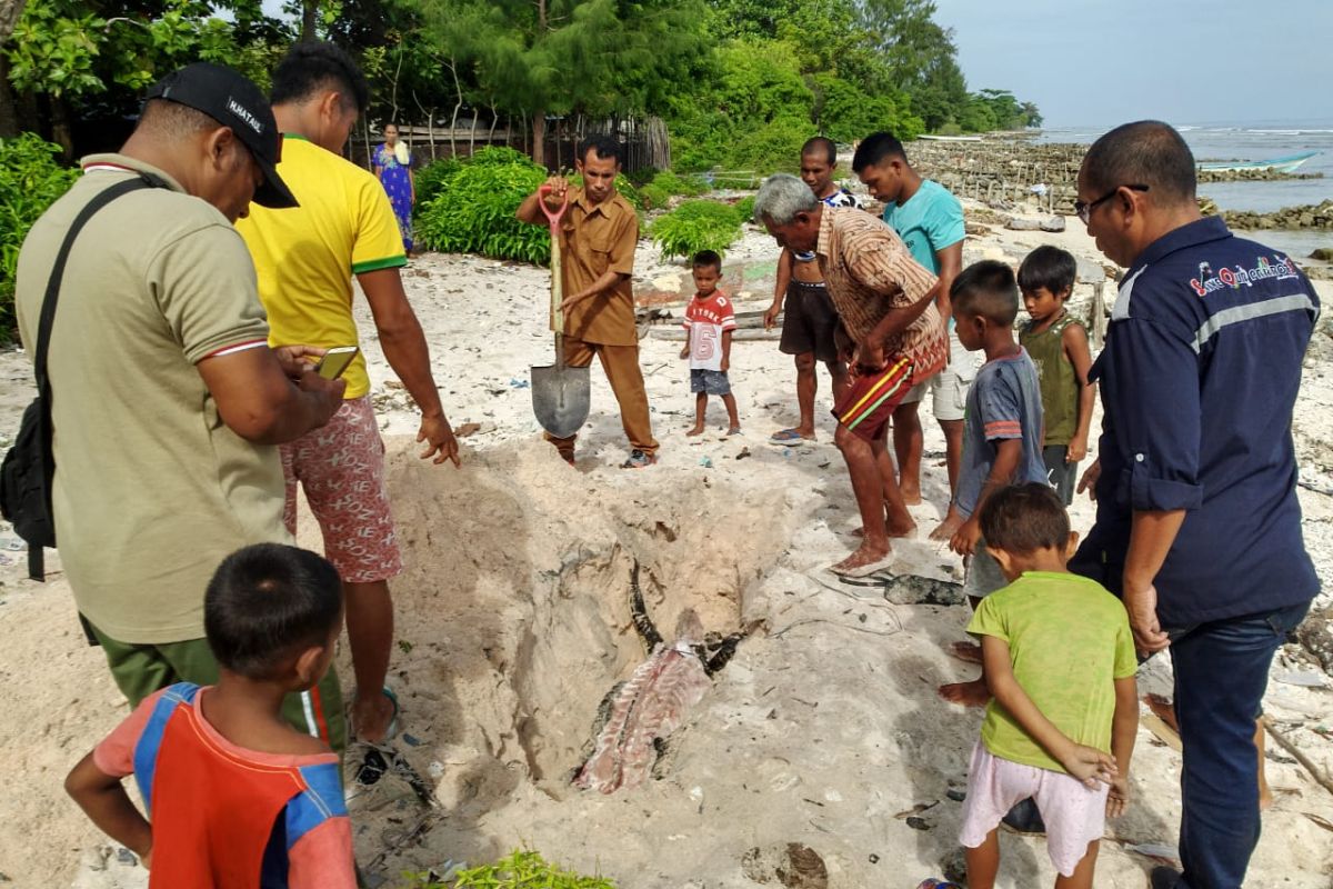 Seekor buaya ditemukan mati di Pantai Ubung Namlea