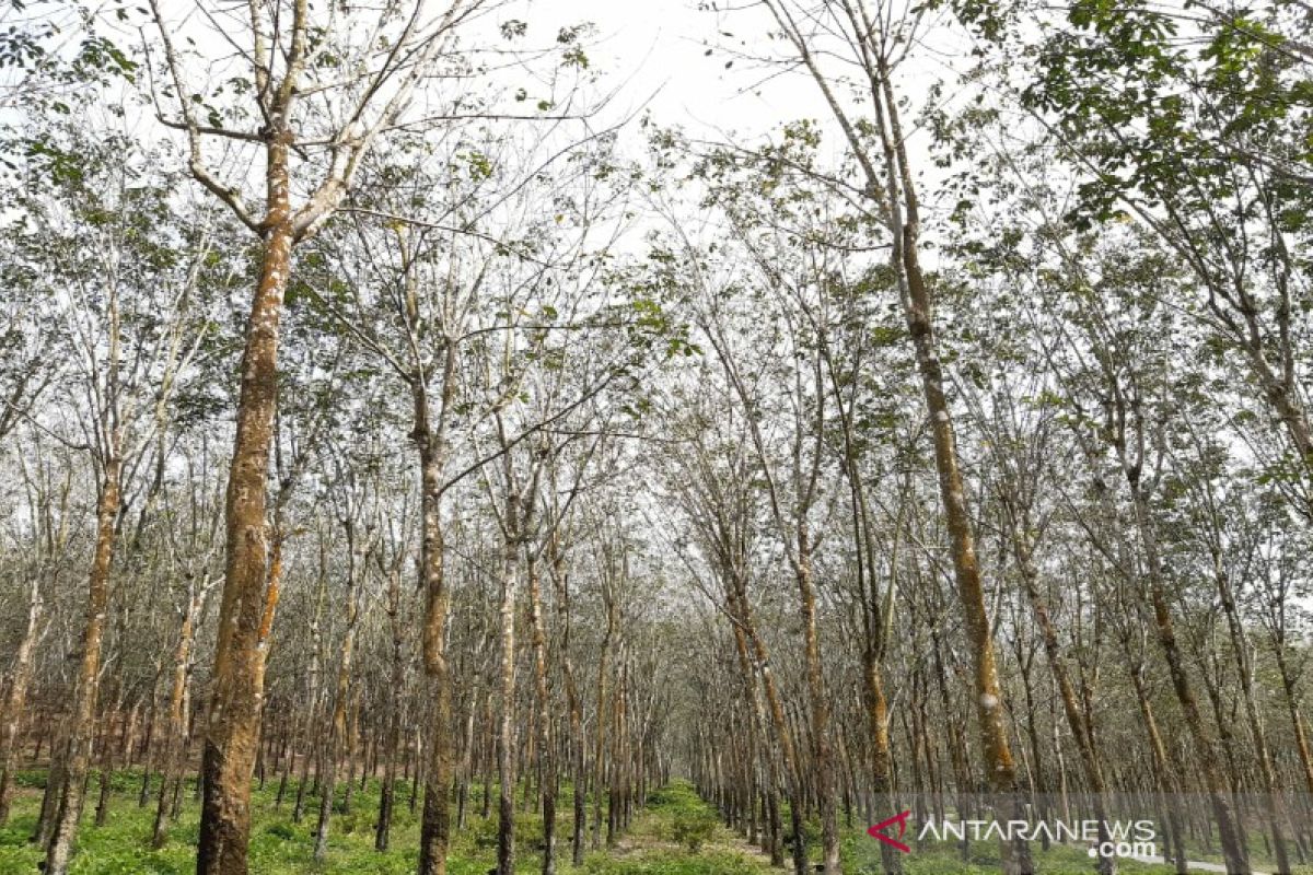 Produksi karet diprediksi turun, akibat musim gugur daun