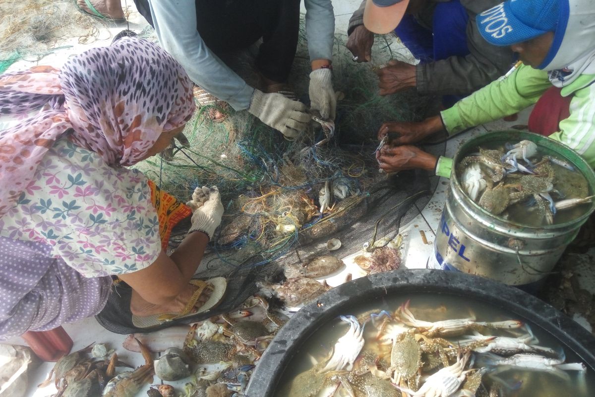 Harga kepiting rajungan hanya Rp10 ribu per kilogram