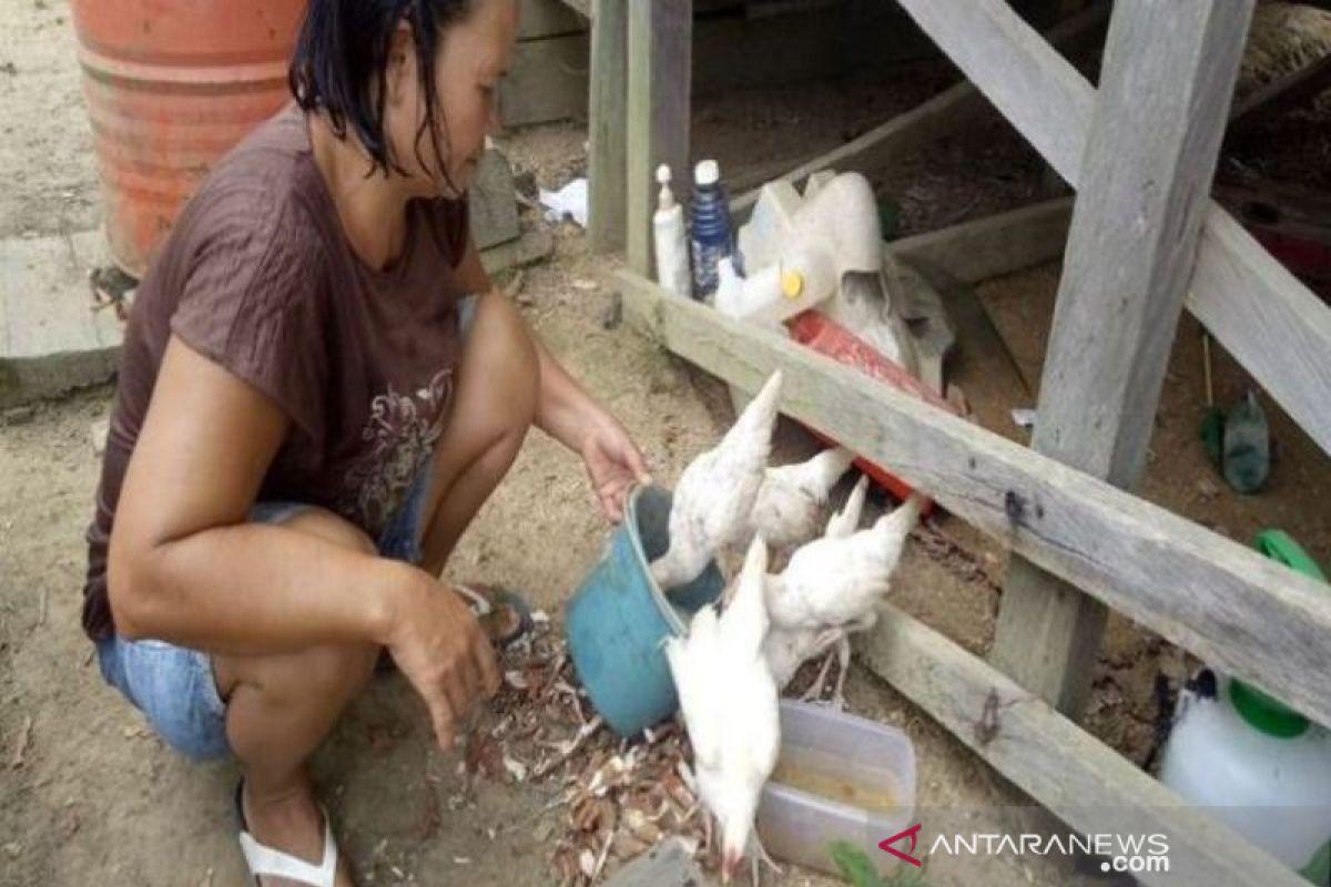 Bantuan ayam ternak untuk Wanita Rawan Sosial Ekonomi di Gumas