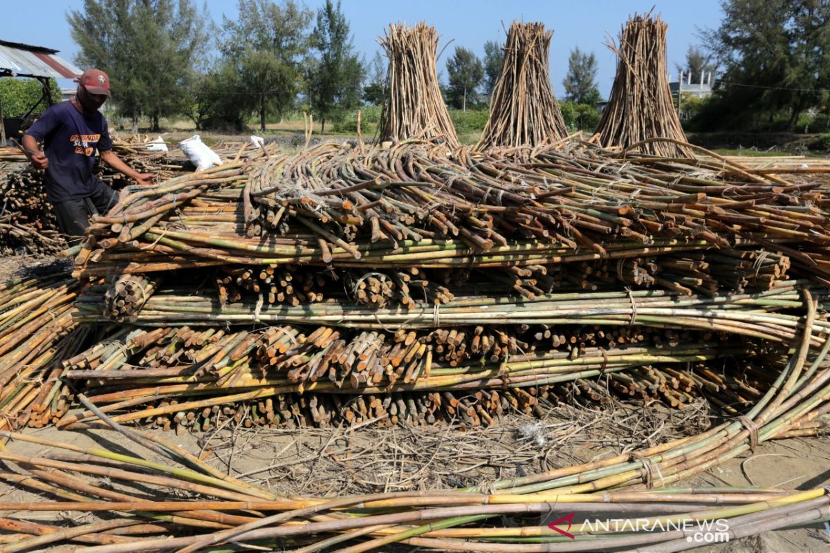 Potensi Rotan Nasional