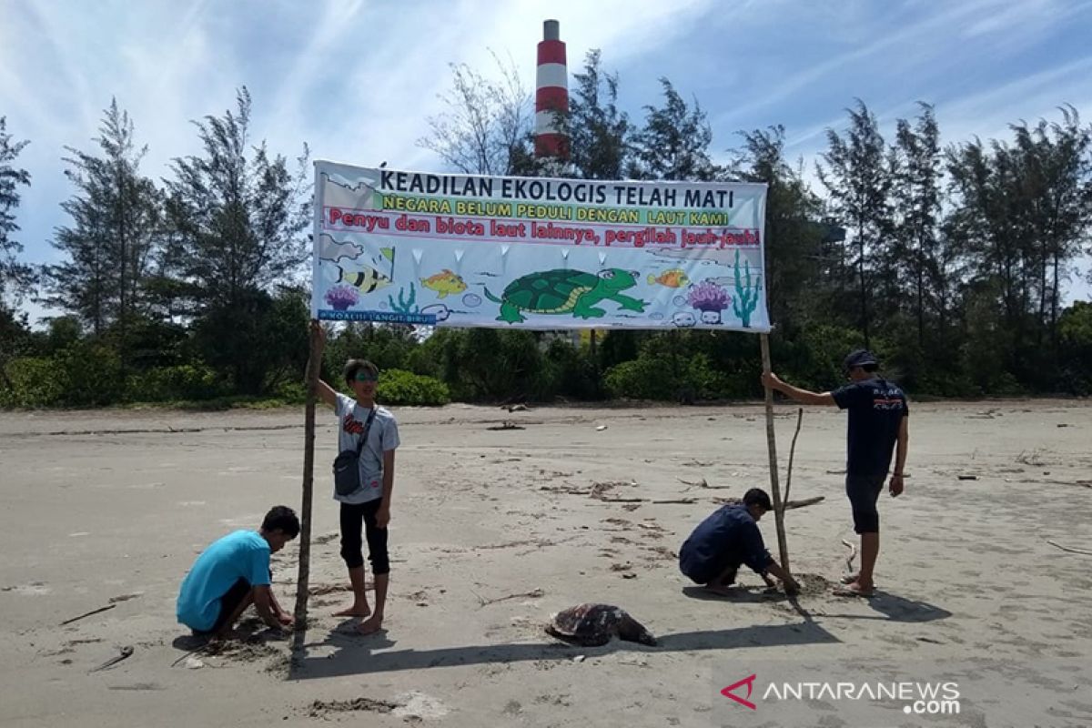 Kanopi sebut BKSDA tak serius ungkap penyebab kematian 25 penyu