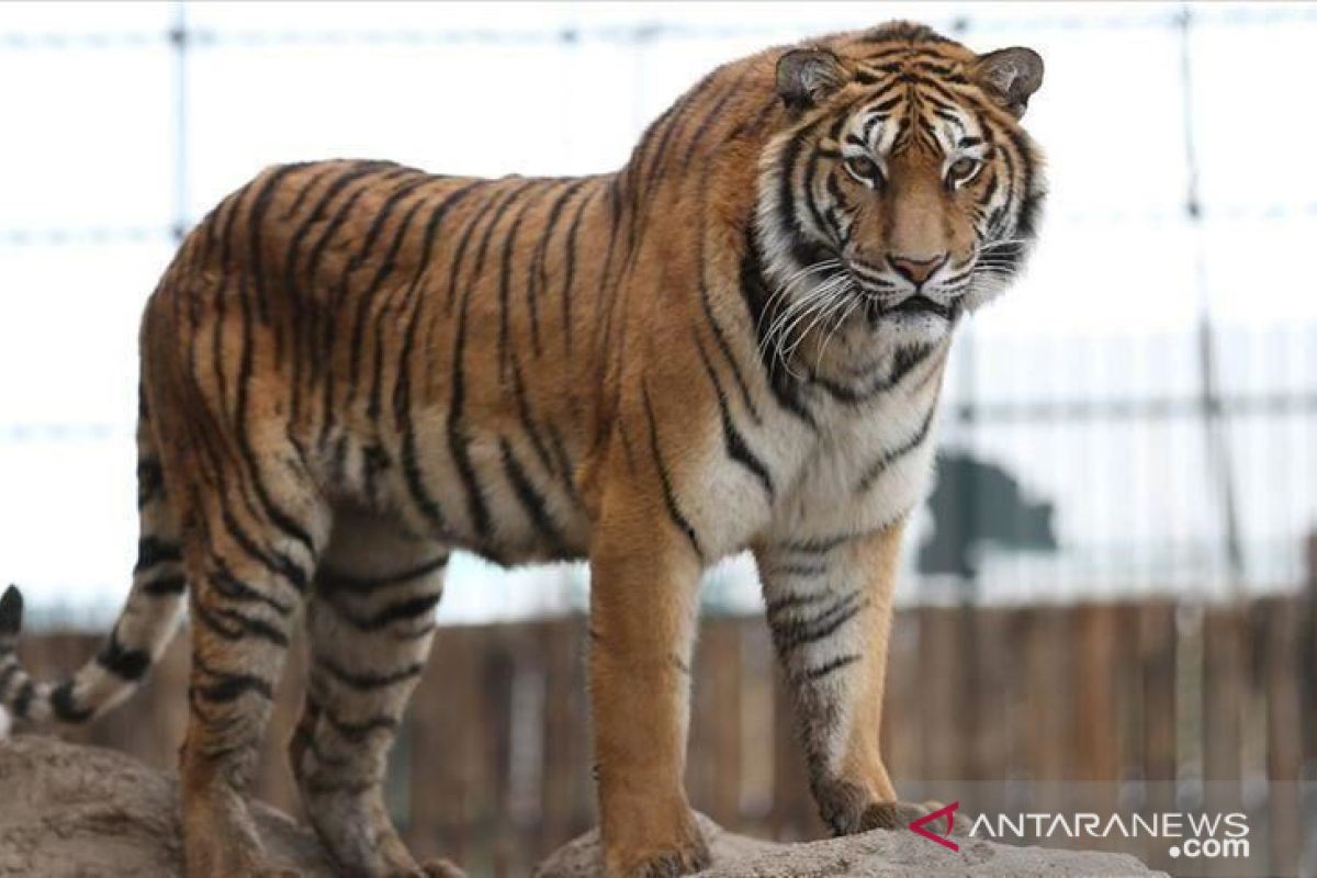 Harimau masuk ke area kebun riset kampus Universitas Sriwijaya