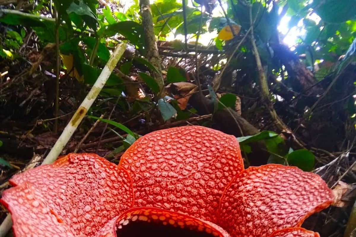 Lima rafflesia arnoldi mekar di tiga titik kawasan hutan di Bengkulu