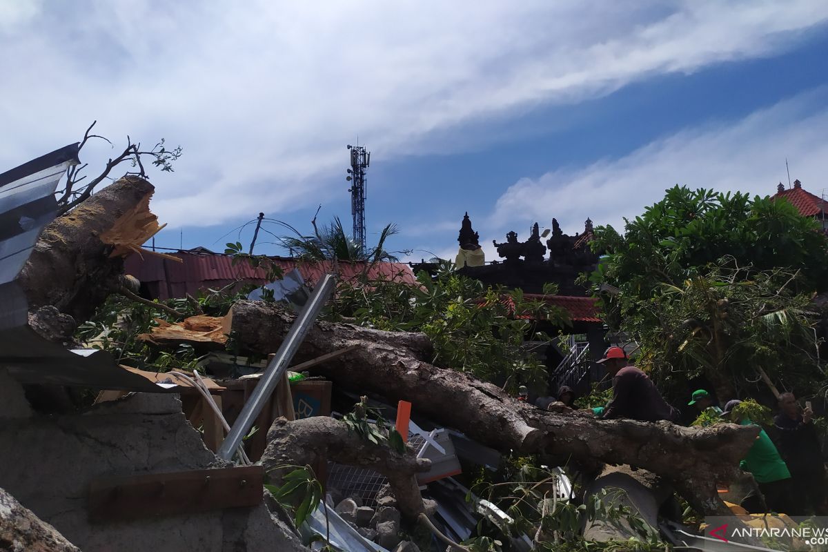 Pohon tumbang timpa tiga rumah di Denpasar