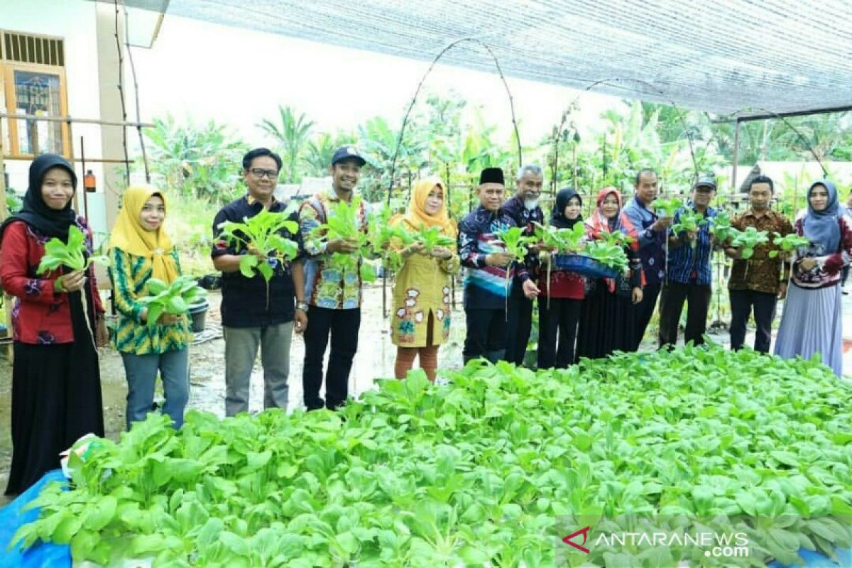 S Kalimantan's HSU develops hydroponic pak choy farm