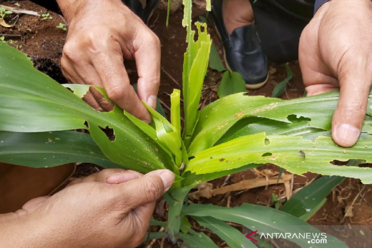 Serangan hama tanaman jagung di Garut capai 520 hektare