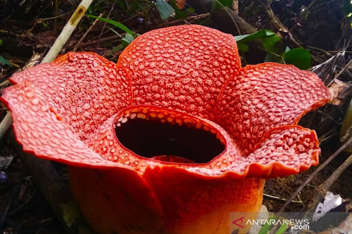 Tiga bunga rafflesia mekar di Bengkulu