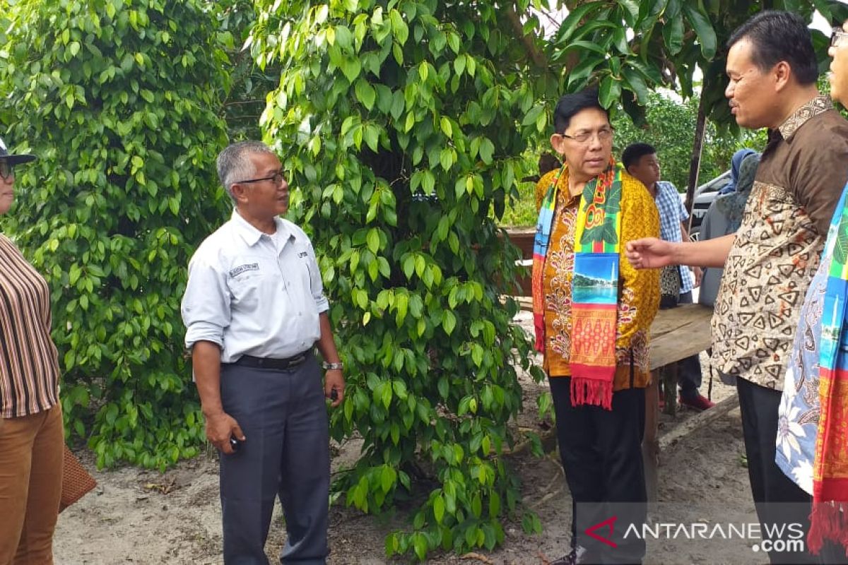 Pemerintah Kabupaten Belitung akan kembangkan produksi lada hitam