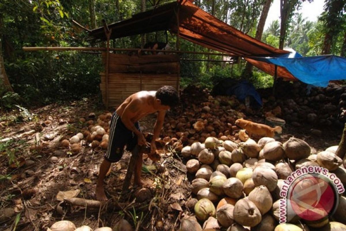 Harga kopra di Sulawesi Utara sentuh Rp8.000 per kilogram