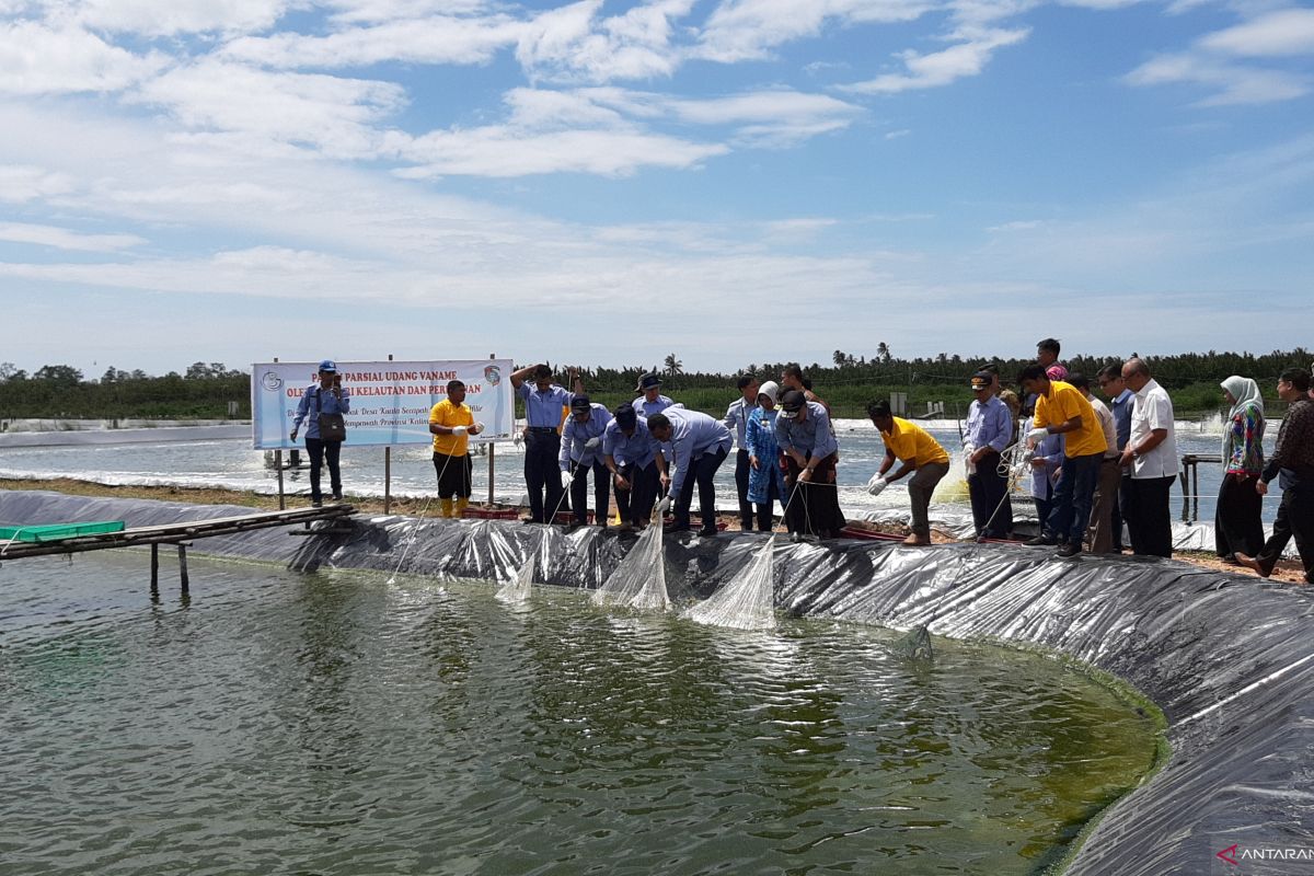 Menteri Kelautan dan Perikanan panen udang di Mempawah