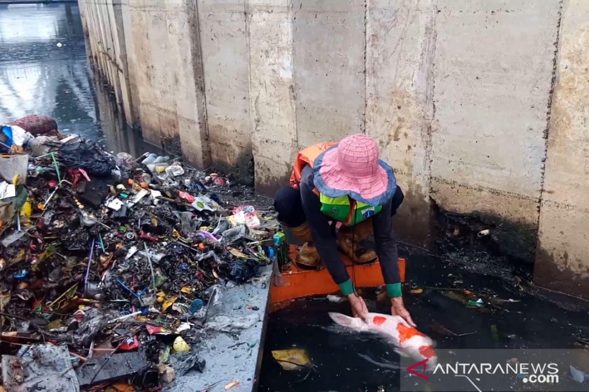 Petugas temukan ikan koi ditumpukan sampah sisa banjir