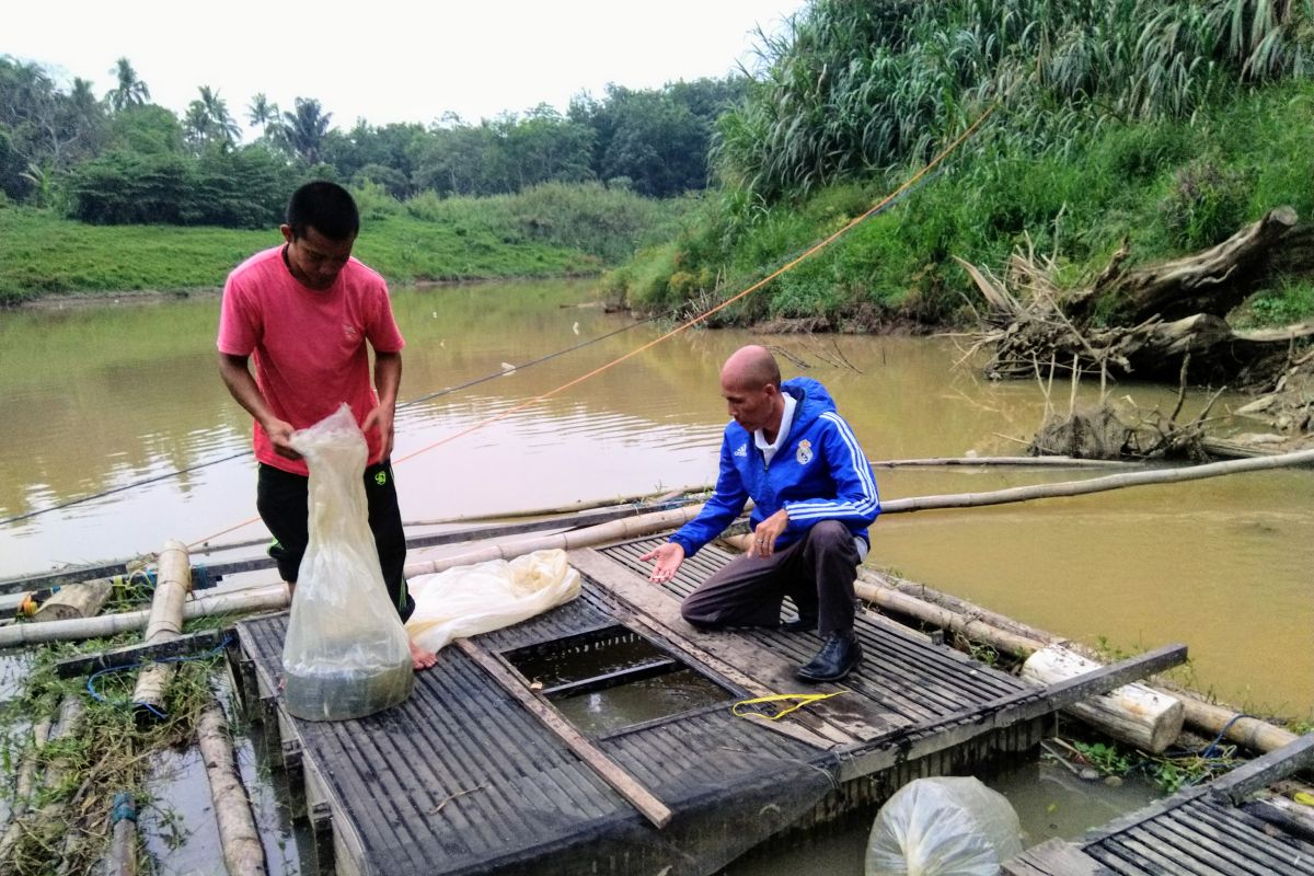 Realisasi produksi budidaya ikan Tabalong capai 13.813 ton
