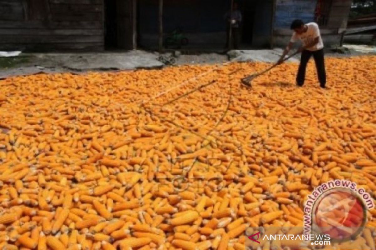 Pemerintah Aceh minta petani galakkan tanam jagung