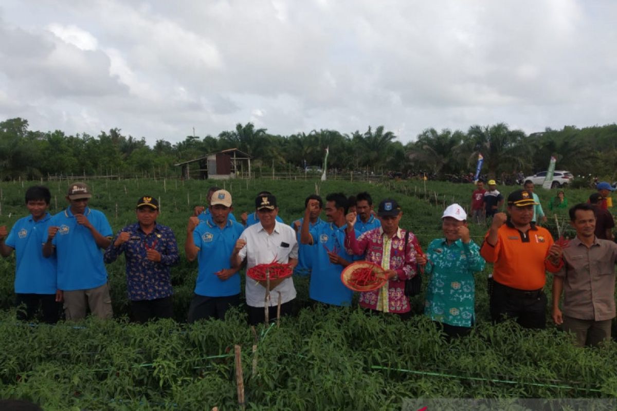 Pemkab Bangka Tengah  dorong petani budidayakan cabai merah