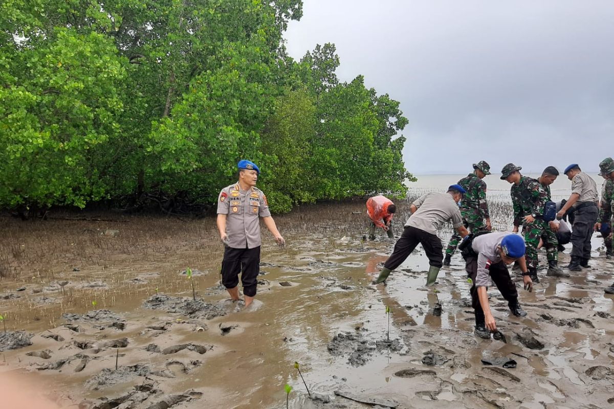Polda dan Pemkab Gorontalo Utara tanam 2000 bibit mangrove