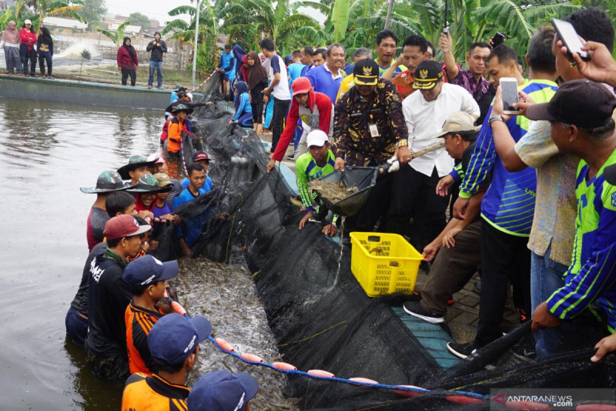 Jatim kembangkan teknologi budidaya udang vanname super intensif