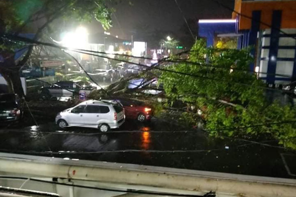 Tiga mobil tertimpa pohon tumbang Kota Bengkulu