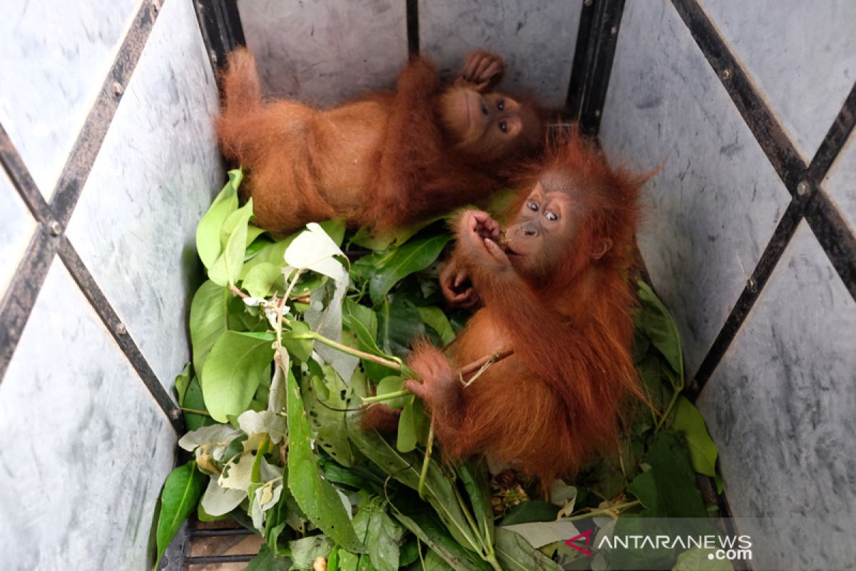 Akan dijual melalui media sosial, dua bayi orangutan disita petugas