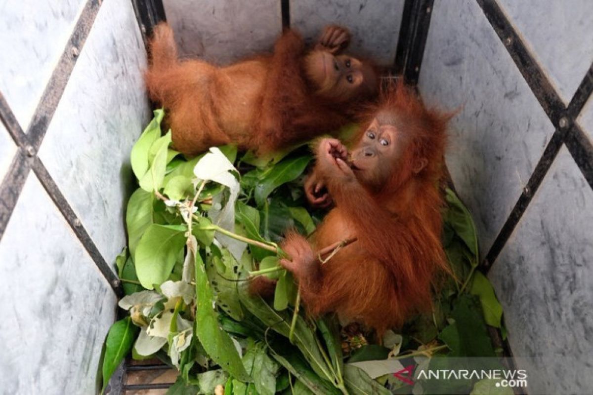 Dua bayi orangutan berhasil disita dari pemburu