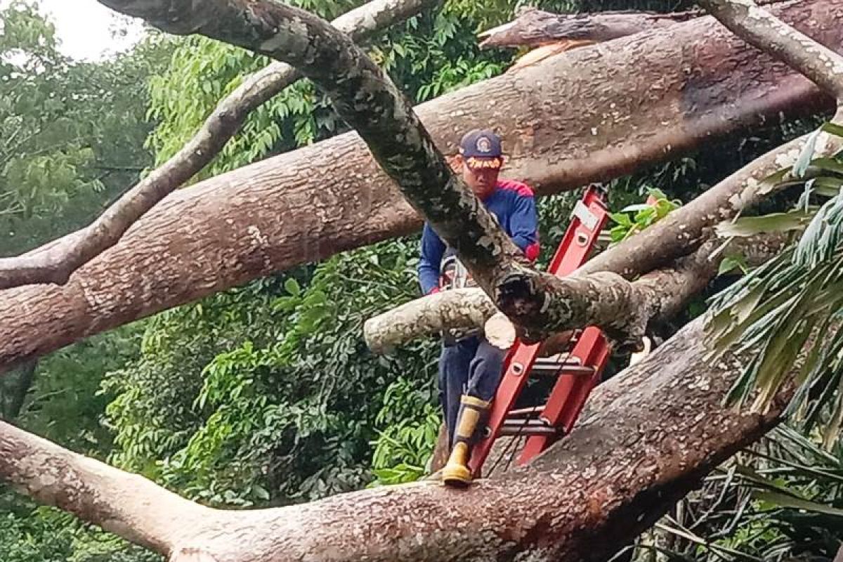 Sarang tawon sulitkan petugas singkirkan tumbang macetkan di jalan Agam-Bukittinggi