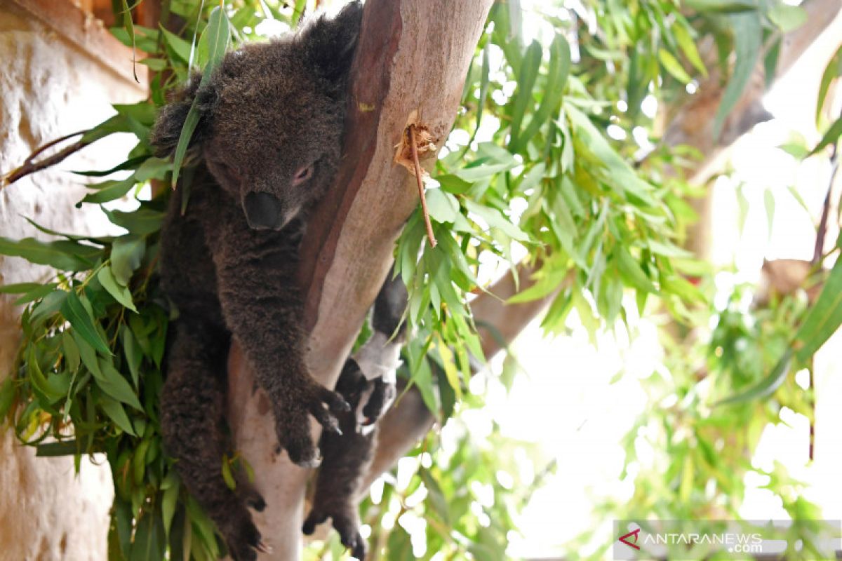 Australia mungkin daftarkan koala pantai timur sebagai terancam punah