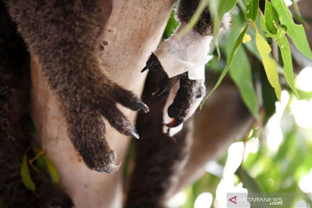 WWF sebut tiga miliar satwa terluka akibat kebakaran hutan Australia