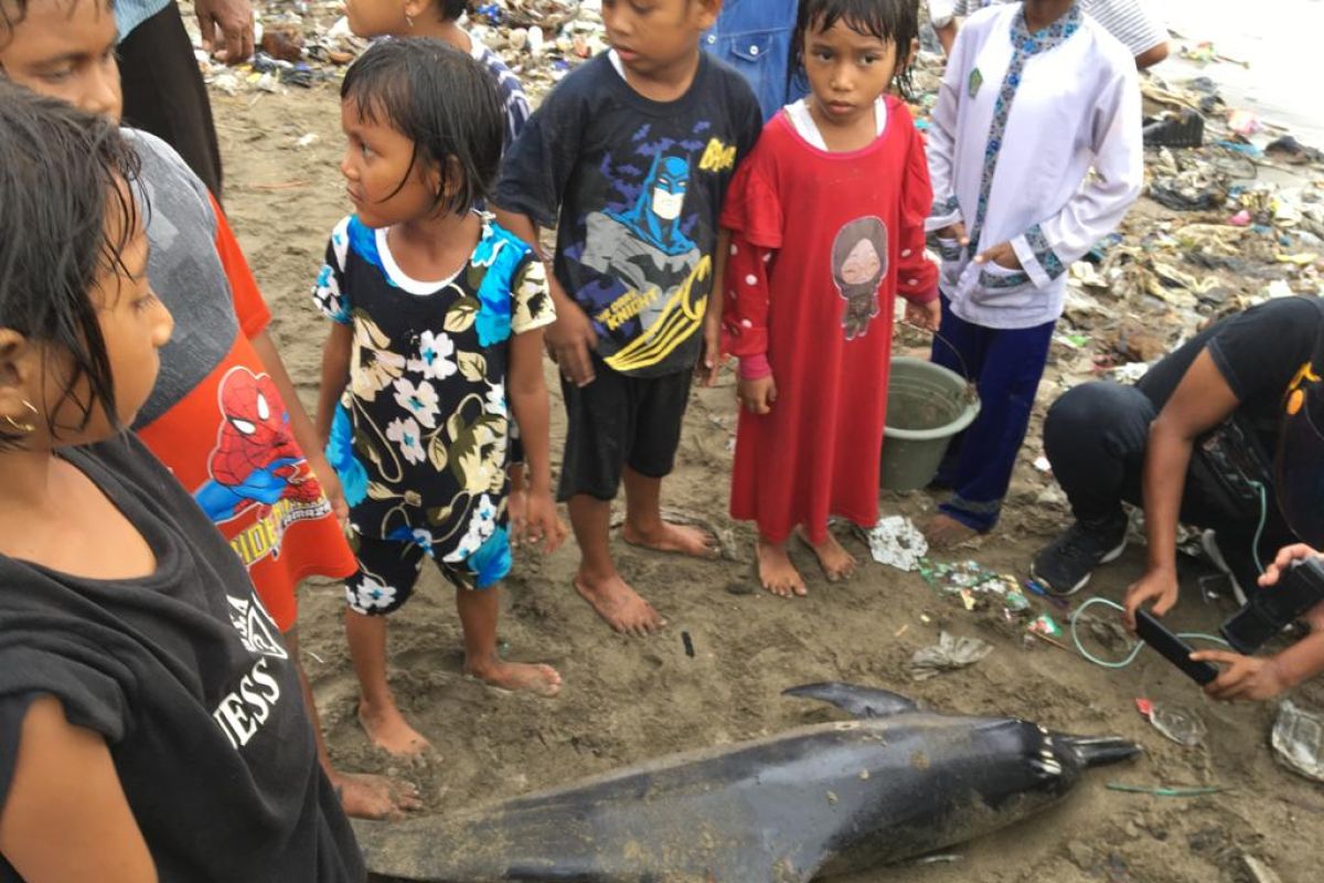 Lumba-lumba ditemukan warga terdampar di Pantai Padang