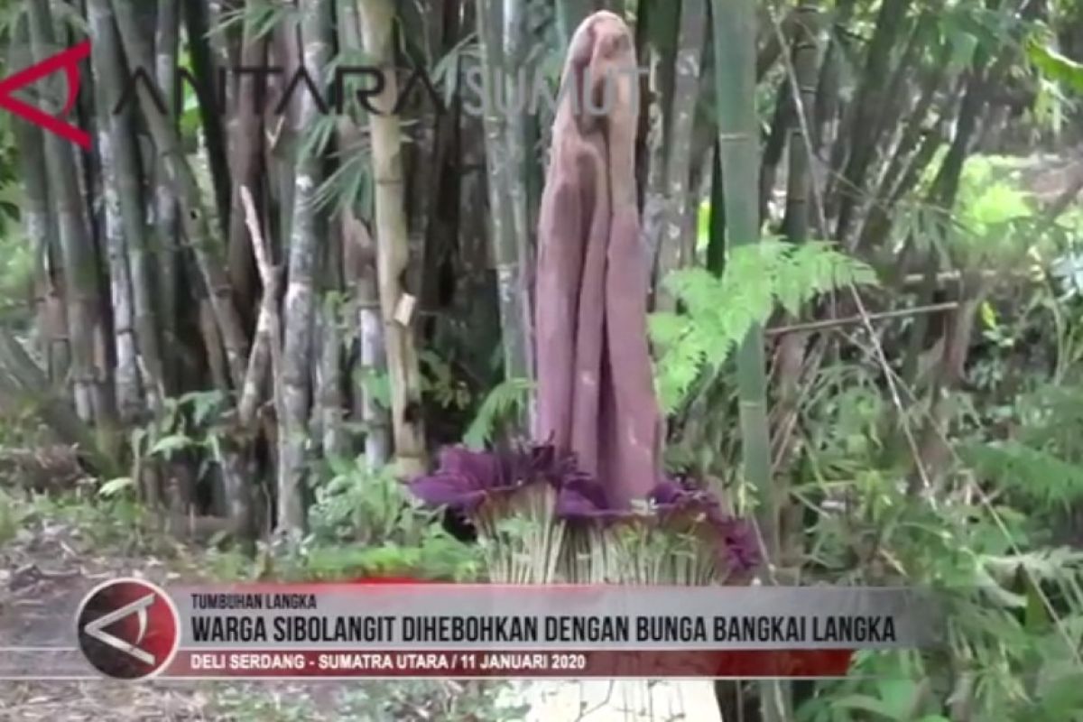 Warga Sibolangit dihebohkan dengan bunga bangkai langka (video)