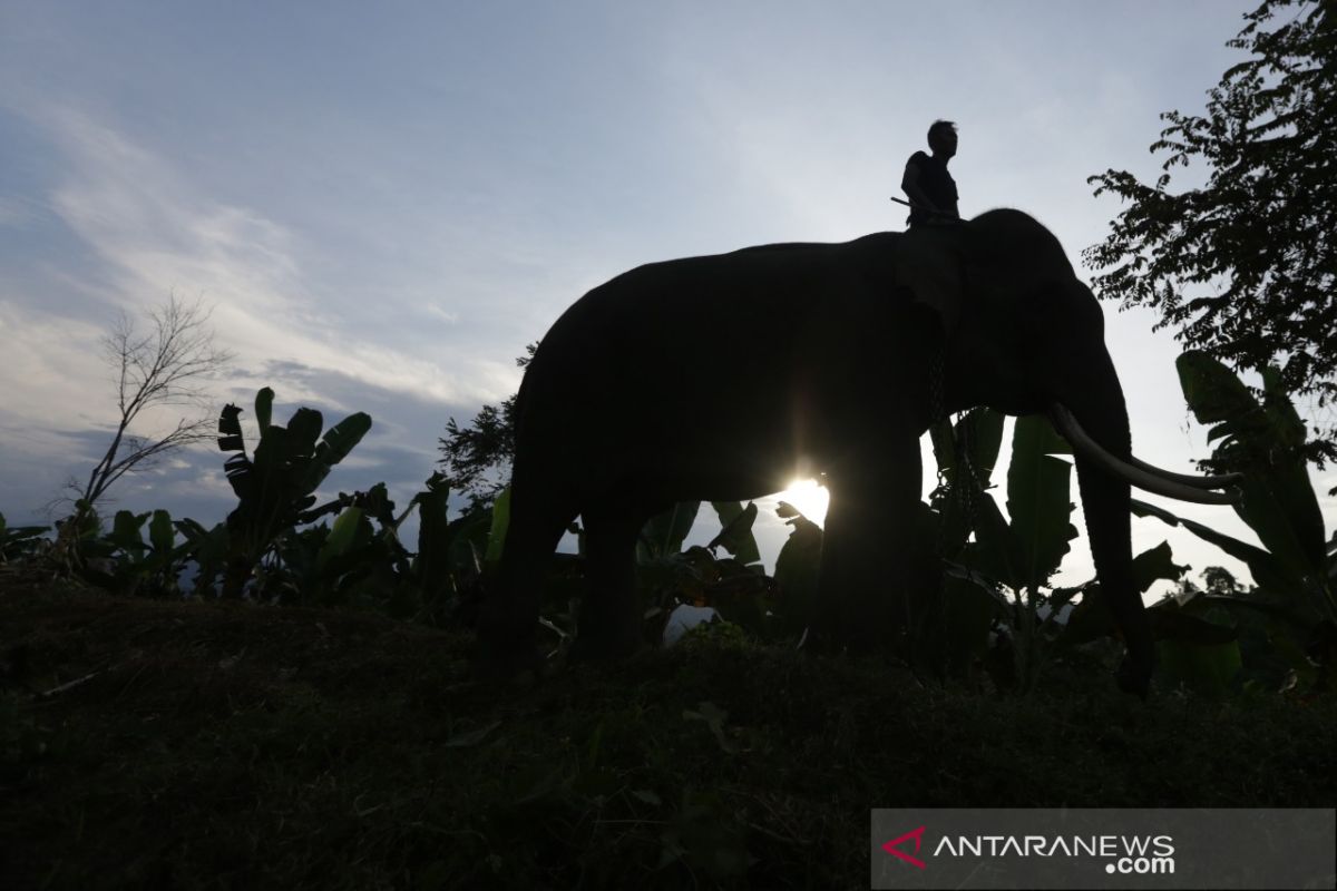 Gajah Jinak BKSDA Aceh