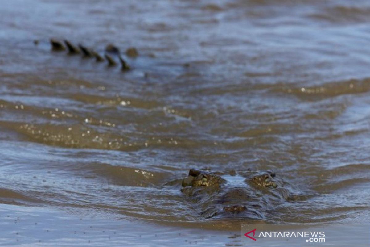 ABK diminta waspadai serangan buaya di Pelabuhan Pangkalbalam