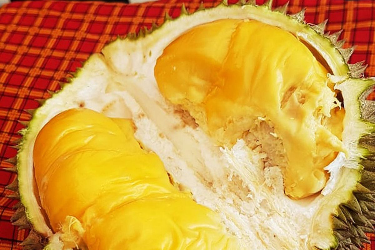 Komunitas durian : Kualitas durian Banjar bersaing dengan durian Asia