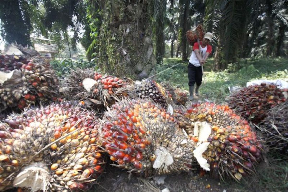 Sepekan, RI siap hadapi UE di WTO hingga tindak saham gorengan