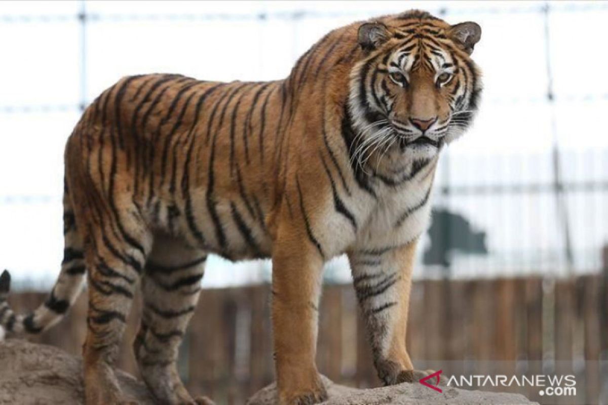 LLH Jejak Indonesia : 70 persen habitat satwa dirambah masyarakat